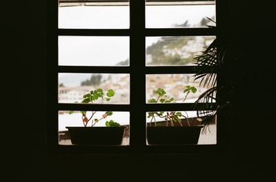 窗户上的绿色盆栽植物